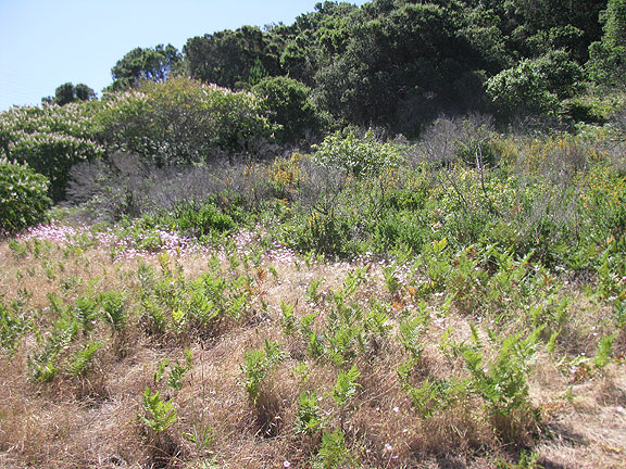 edge-of-shellmound_2647
