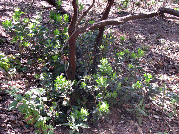 endangered-manzanita-sprouting-new-post-fire-growth_2682