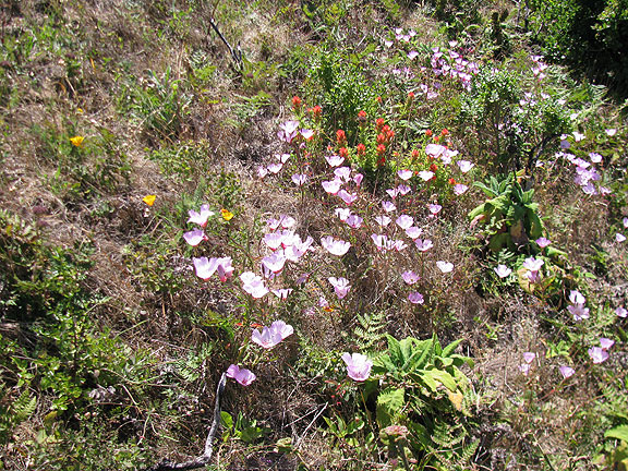 great-flower-patch-w-colors_2745