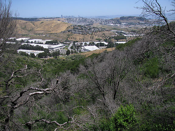 long-view-of-downtown_2709