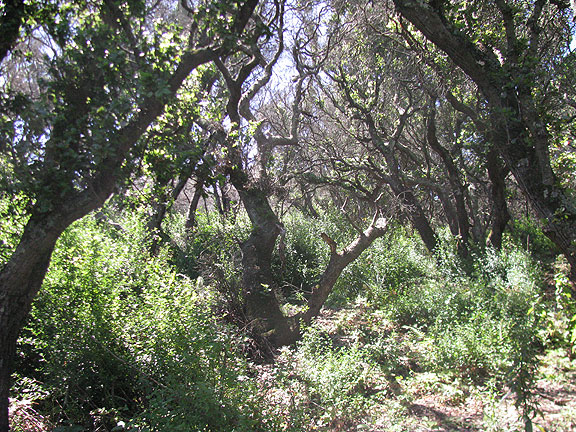 oak-forest-w-ceanothus_2657
