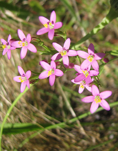 small-pink-flowers_2628