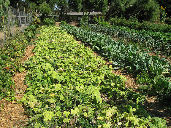 alemany-produce-rows_1658