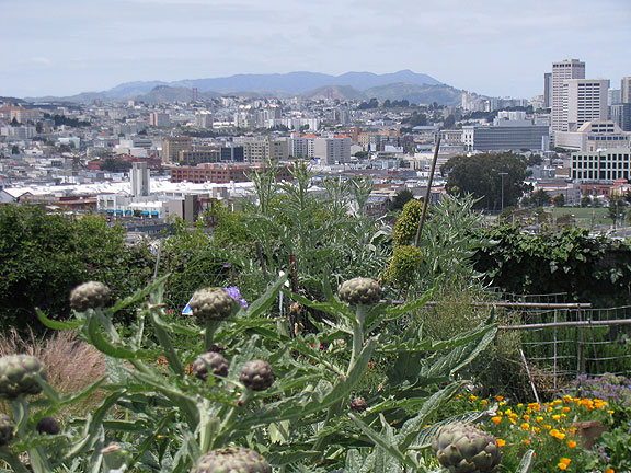 pothill-comm-garden-artichokes-and-big-view_2061