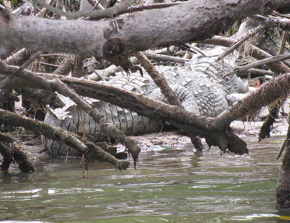 crocodile_5678