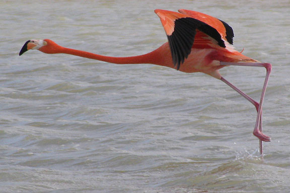 flamingo-taking-off-best_5760