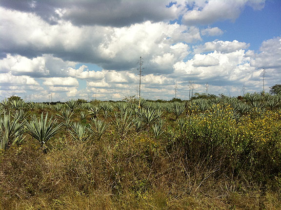 henequin-field_5370