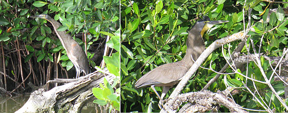 heron-double-panel_5708