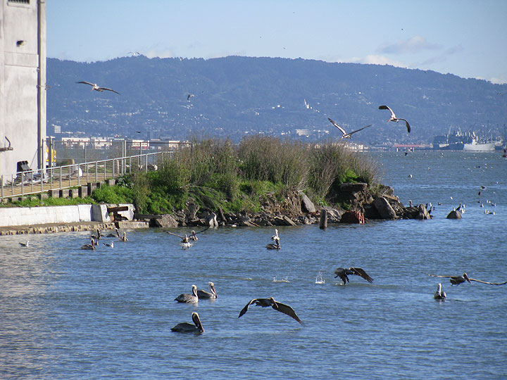 birds-at-warm-water-cove_1662