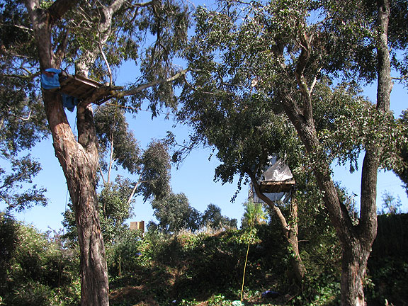 Tree sits were staged in the old trees that have been growing since the freeway still rushed past on both sides.
