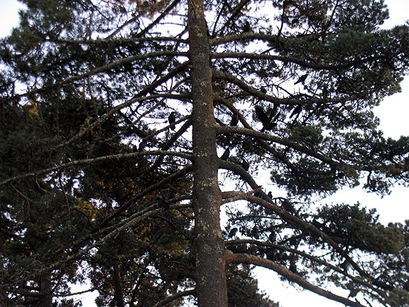 After crossing Twin Peaks we came up on a genuine murder of crows. Must've been several dozen in 3-4 trees. This one was full.