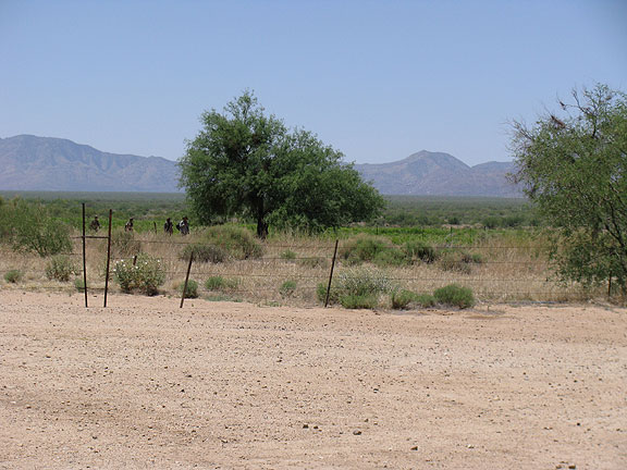 Just after hearing about Sarah King's experiences with migrants crossing her land we were outside and in the distance, voila! here were some guys coming out of the desert.