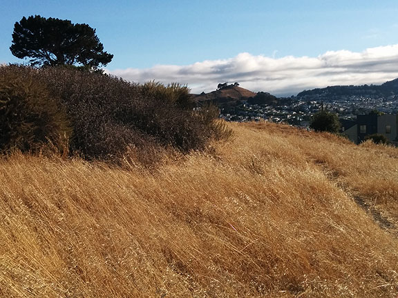 Starr King open space with Bernal Heights in distance behind... one of the gorgeous walks I've been on lately.