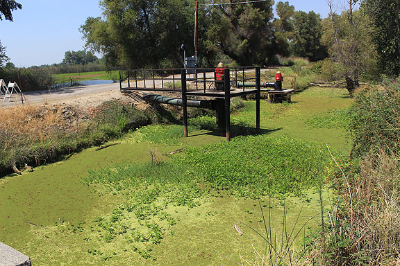 Here's an algae-covered pond supplying water for the wetlands on the other side of the levee (next two photos).