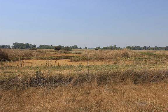 Driving north on Almond Pennington Road we wanted to see the Gray Lodge Waterfowl Management Area. Here's a view across the open fields of the very dry wetlands.