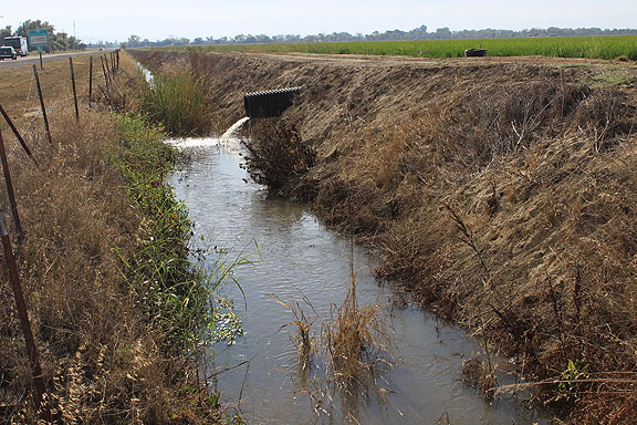 Plenty of water being used to grow rice along Highway 162, which we saw in abundance on our way back to San Francisco.