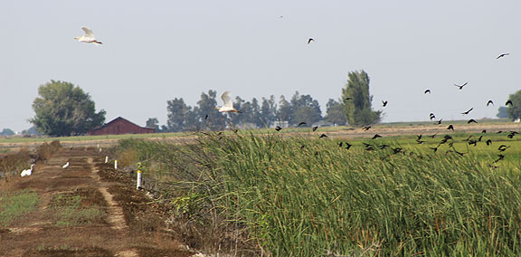 We decided to return after the winter rains to see the millions of birds in the Gray Area Waterfowl Area...