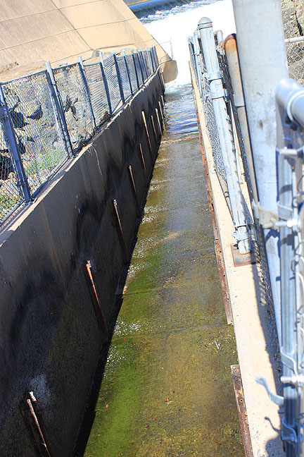 Fish hatchery diversion channel, where they push the salmon to "milk" them of their eggs, but here it is dry.