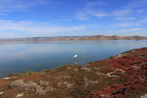 Here's a great white heron taking flight over a former salt pond near Coyote Hills in the eastern South Bay. The rest of the photos in this post are shots I post to say "farewell" to the camera that was stolen, which had a nice zoom and captured some great shots while I had it...