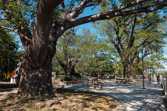 These Parota trees are endemic to the area and enjoy special protection. Here along the road to Comala there is also a lovely bike-and-pedestrian path which we walked the next day.