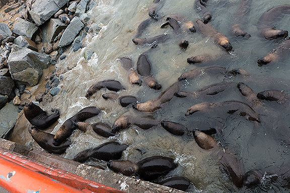 Sea lions crowd the beach under the fishing pier at the fish market.