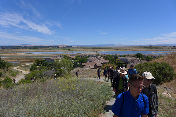 A full bus load of mud lovers, bird watchers, landscape engineers, hydrologists, citizen scientists, and radical librarians climbing a low ridge above Hamilton Field, once an airforce base with below sea level runways, now a showcase restoration project on the Marin County bay shore.