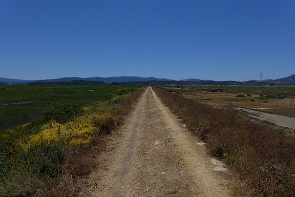 This levee is the last line of protection for the Petaluma River valley, with recently restored marshes to its left (south) and lower farmlands and a quarter mile to Highway 37 to its right (north).