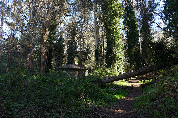 Senascent Eucalyptus forest near Laguna Honda draped in German ivy.