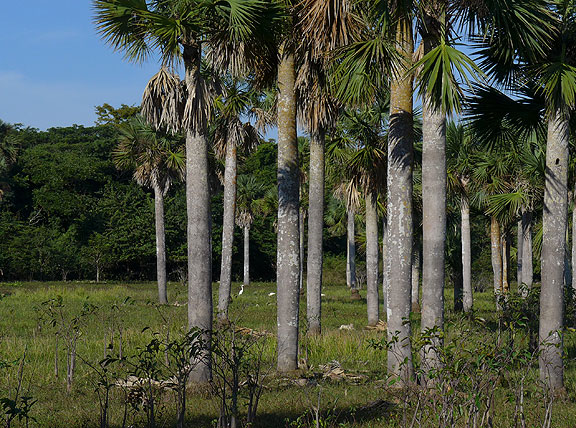 Flourishing bird life in the protected wetlands to the east of the Bay of Pigs.